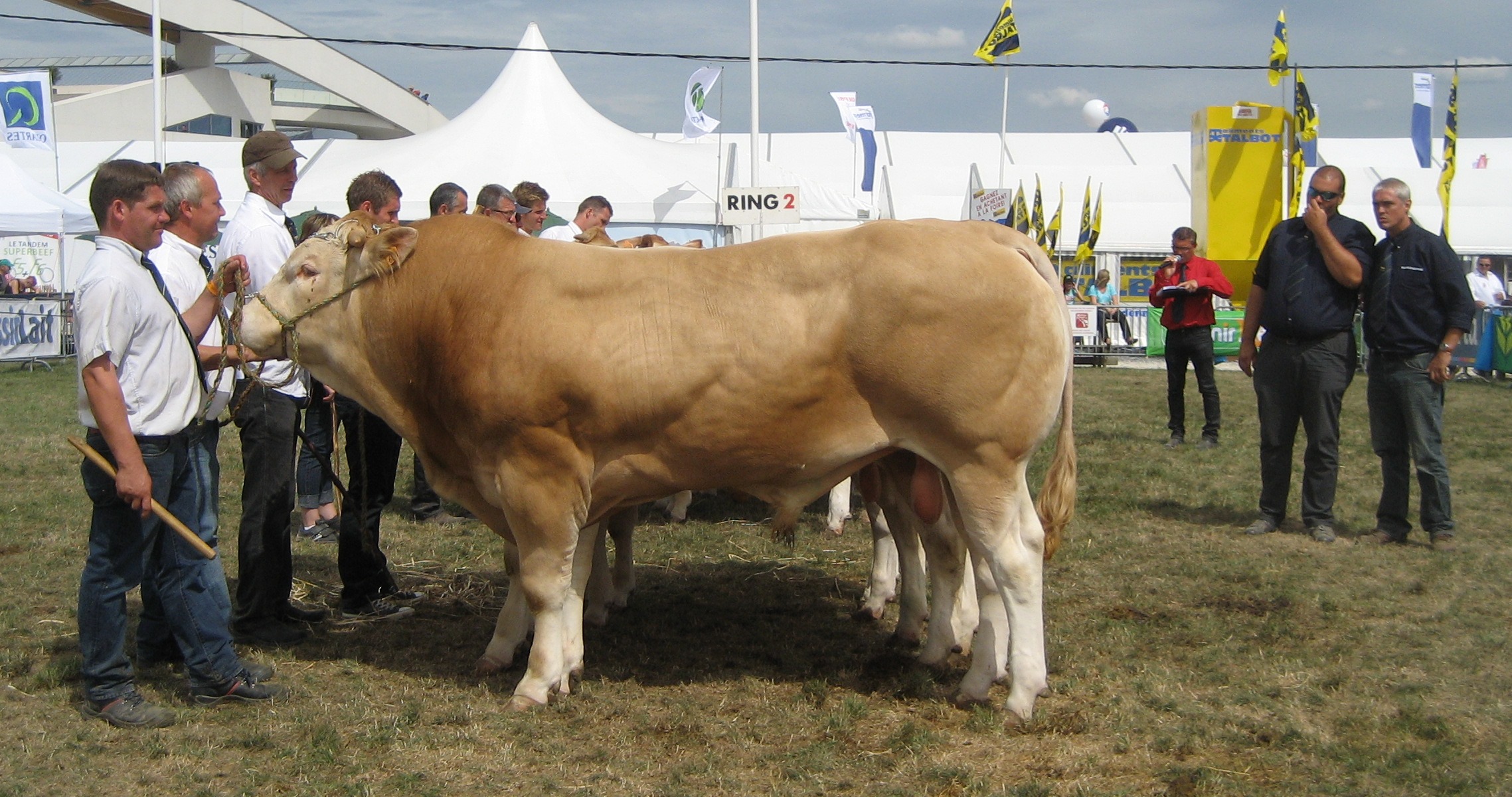 Succesvol optreden van stal Mintjens in Libramont