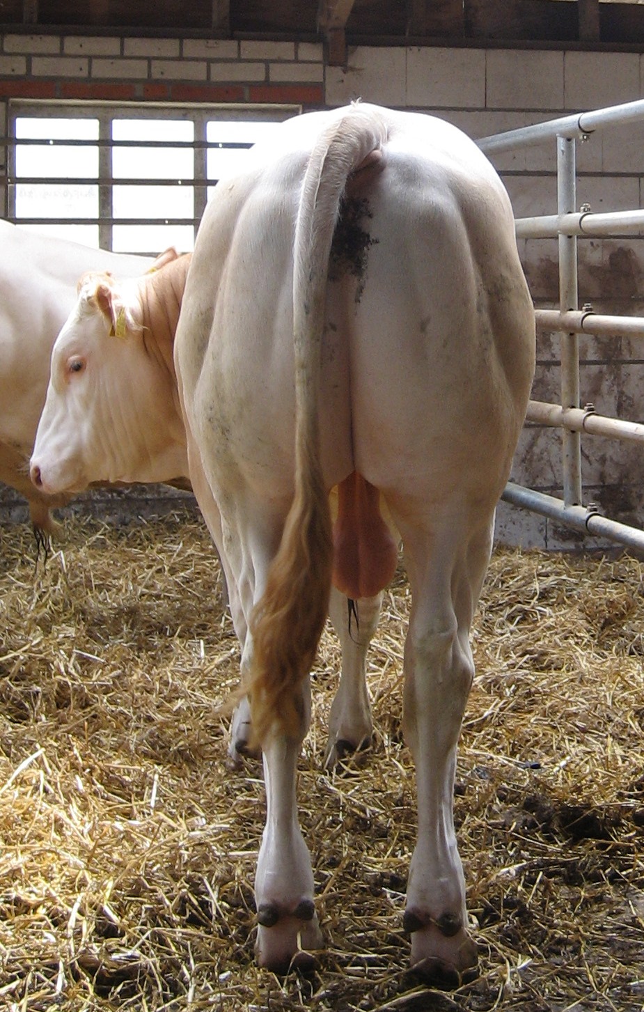 Lineaire score en groei index BAC-stieren