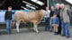 BAC Westerstreek Julian veilingtopper