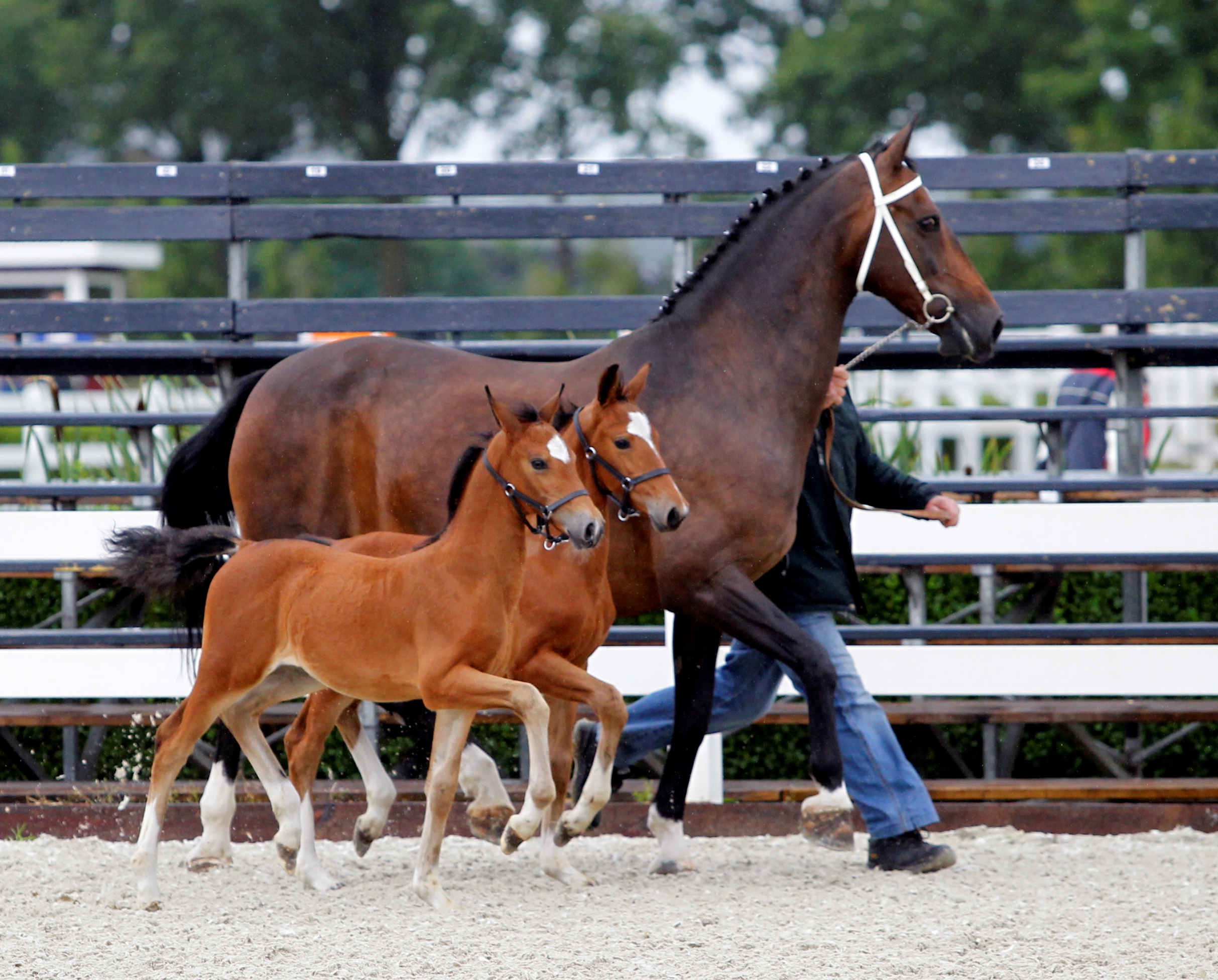 Blondefokker met een bijzonder span