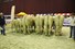 bedr.groep Spekenbrink
