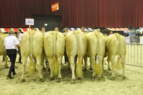 bedr.groep Neerinxc