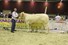 6 res.kamp vrl. tot 3jr. cat.nr 270