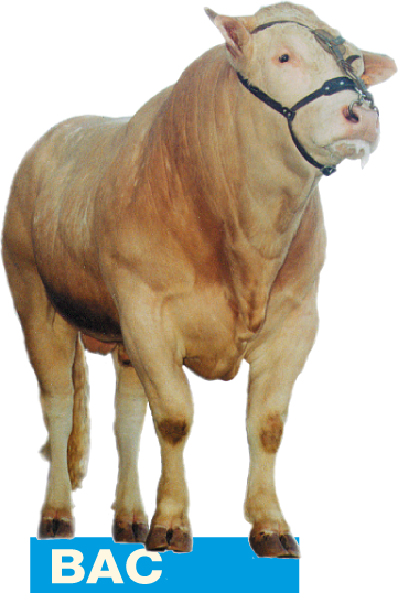 Uitgebreide stambomen van de stieren op het COT