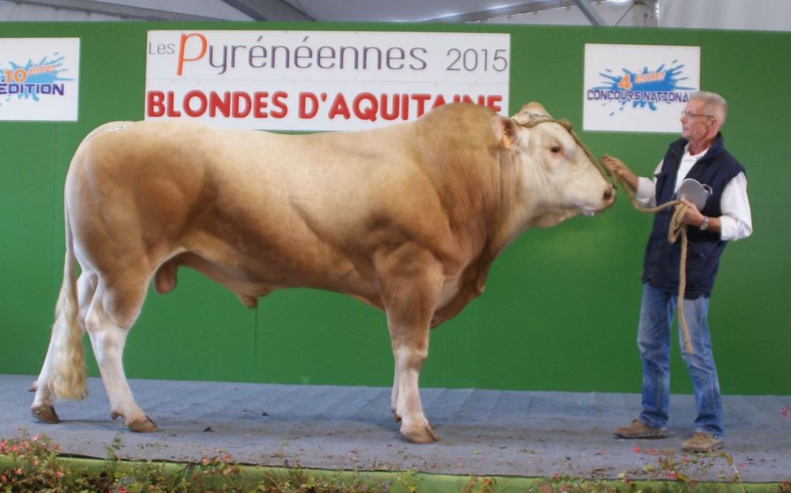 Ton Hartman en Peter Thissen wederom met hun stier naar de SIA