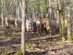 vaarzen in het bos