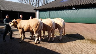 enkele veiling stieren 