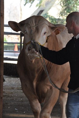 concentratie  op de  veiling