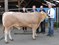 Jan Staal met veilingtopper BAC Ingmar 