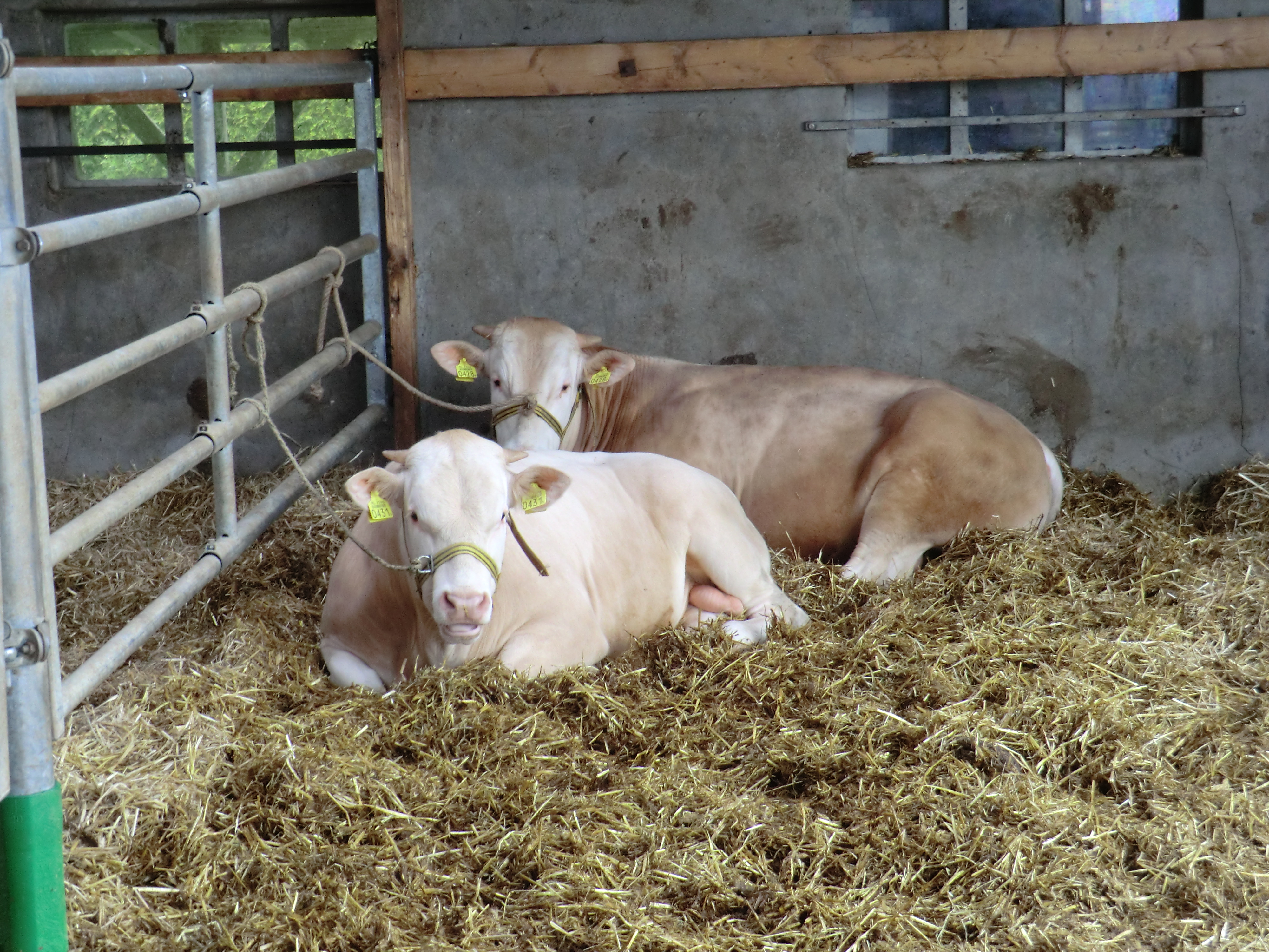 Nieuwe groep stieren op opfokstation 'update'