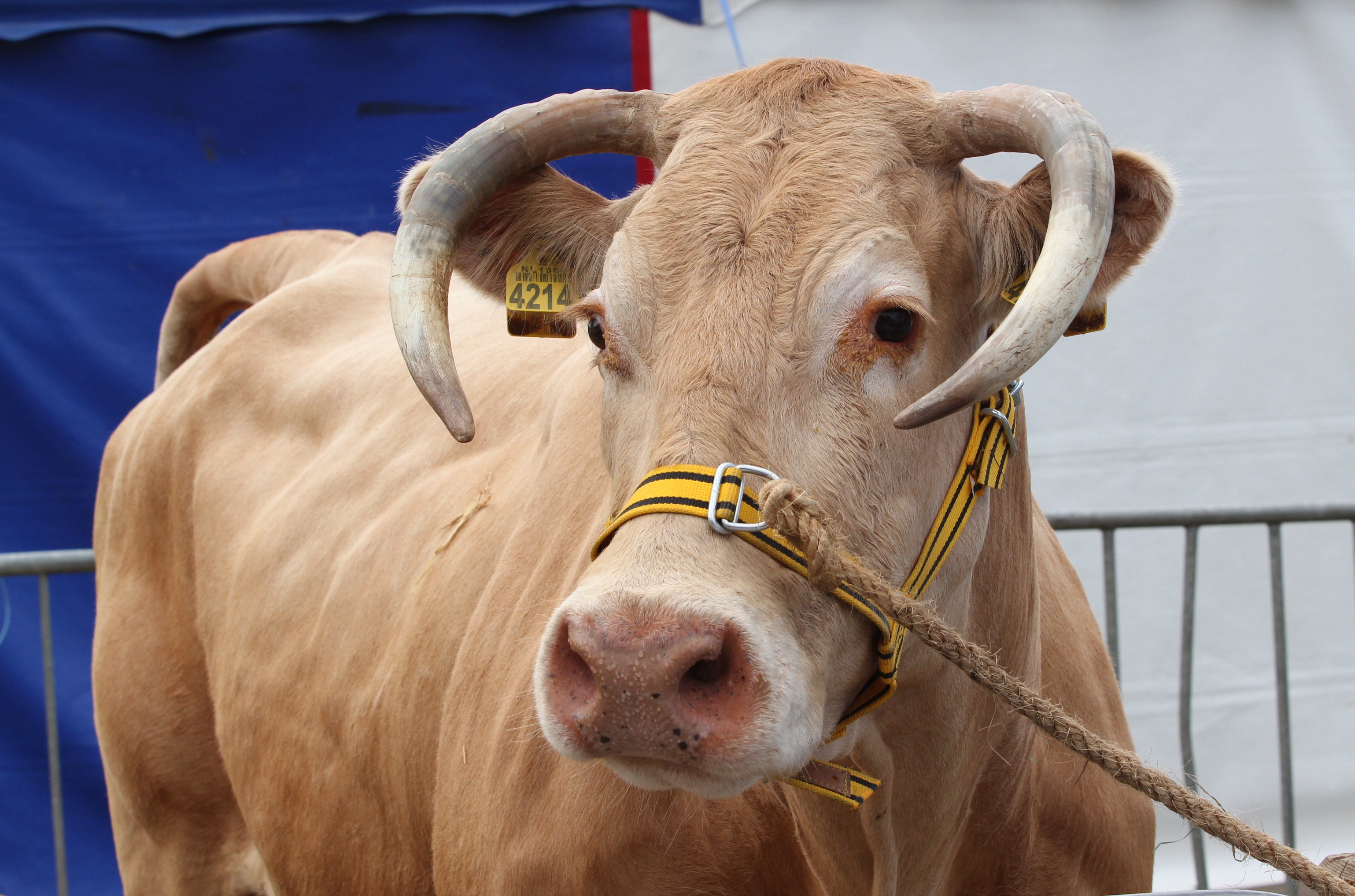 Blondes op de Farm & Country Fair in Aalten