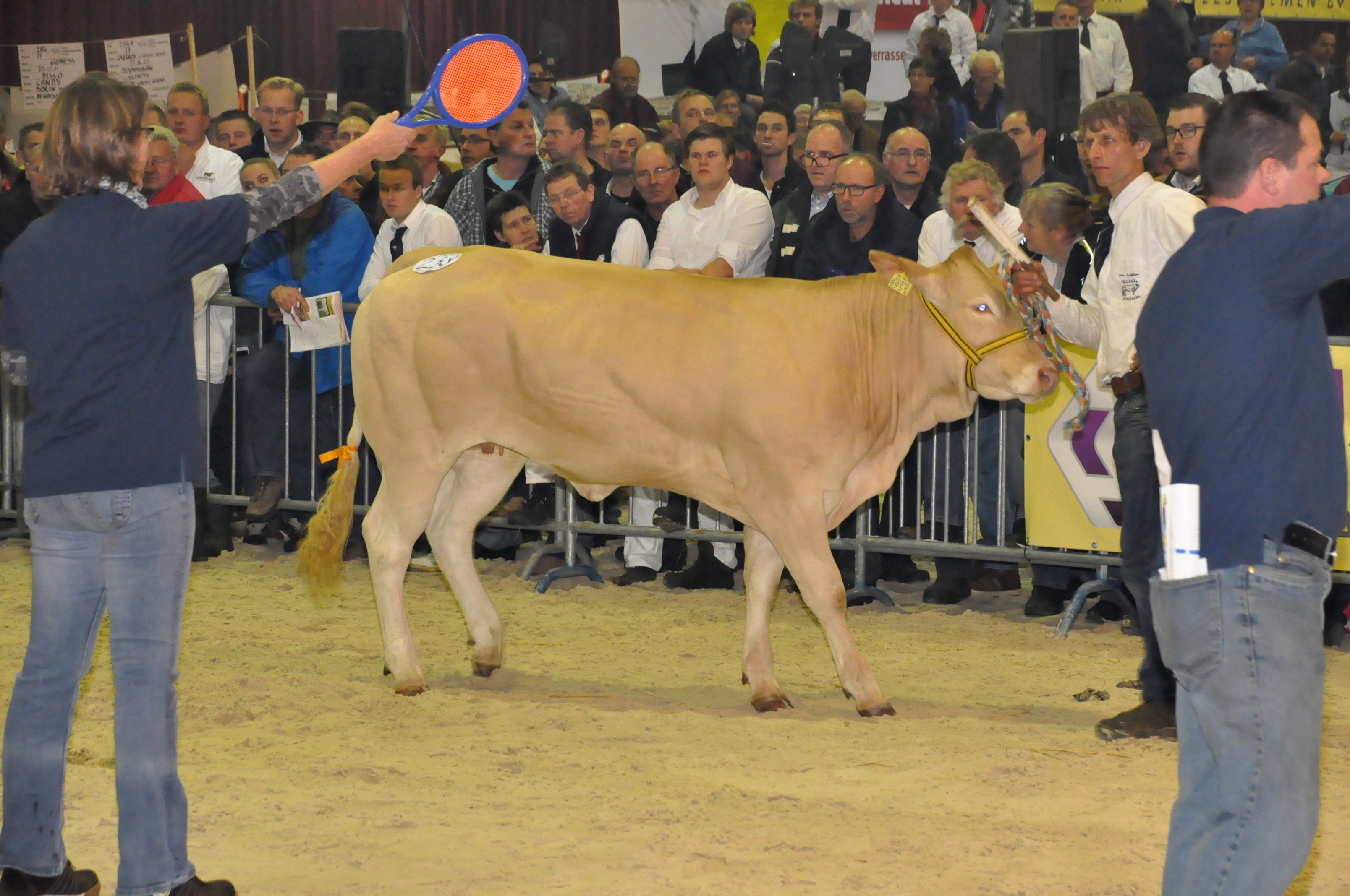 ELITE veiling op de nationale keuring in Mariënheem. 