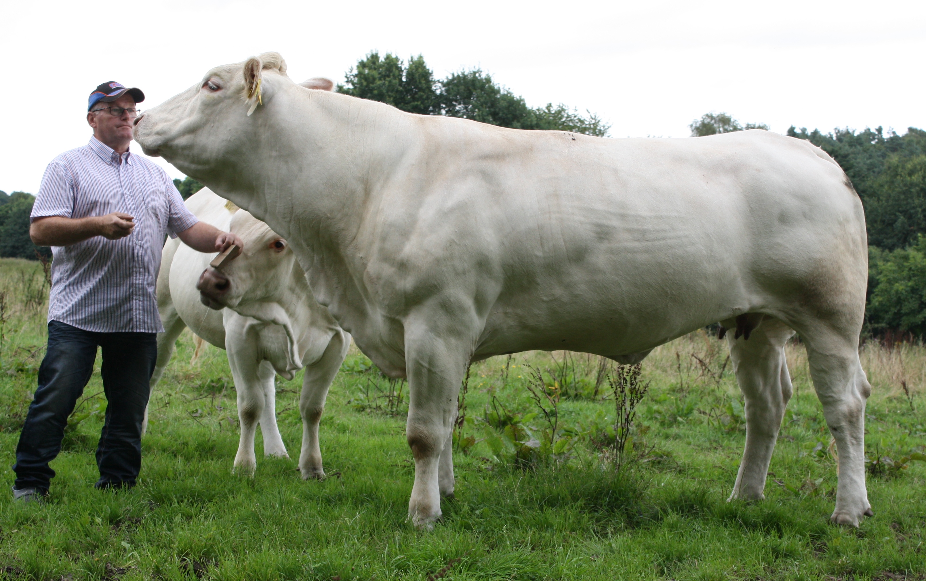 In de komende Blonde  