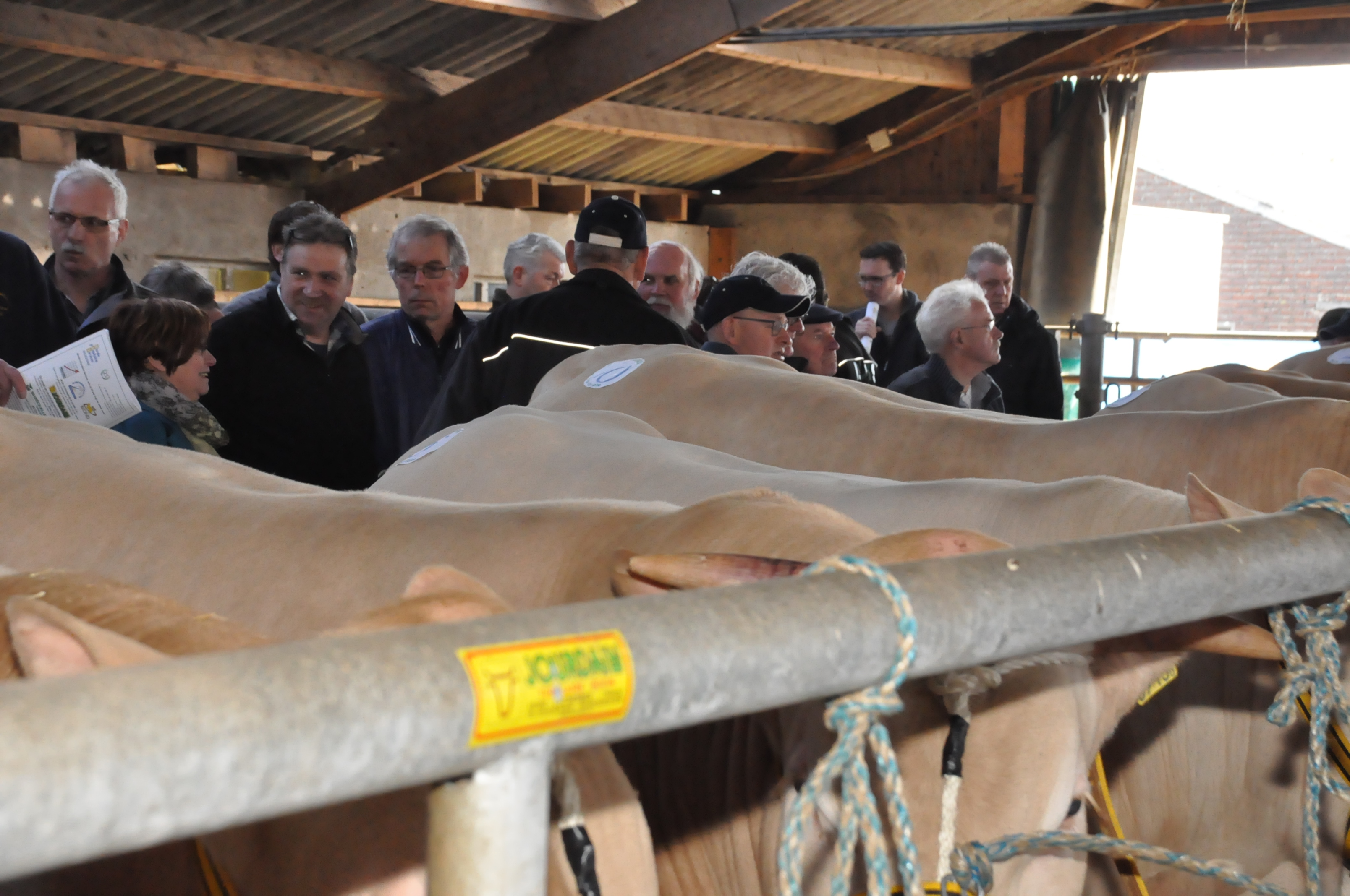 Testperiode voor de BAC-stieren bijna ten einde