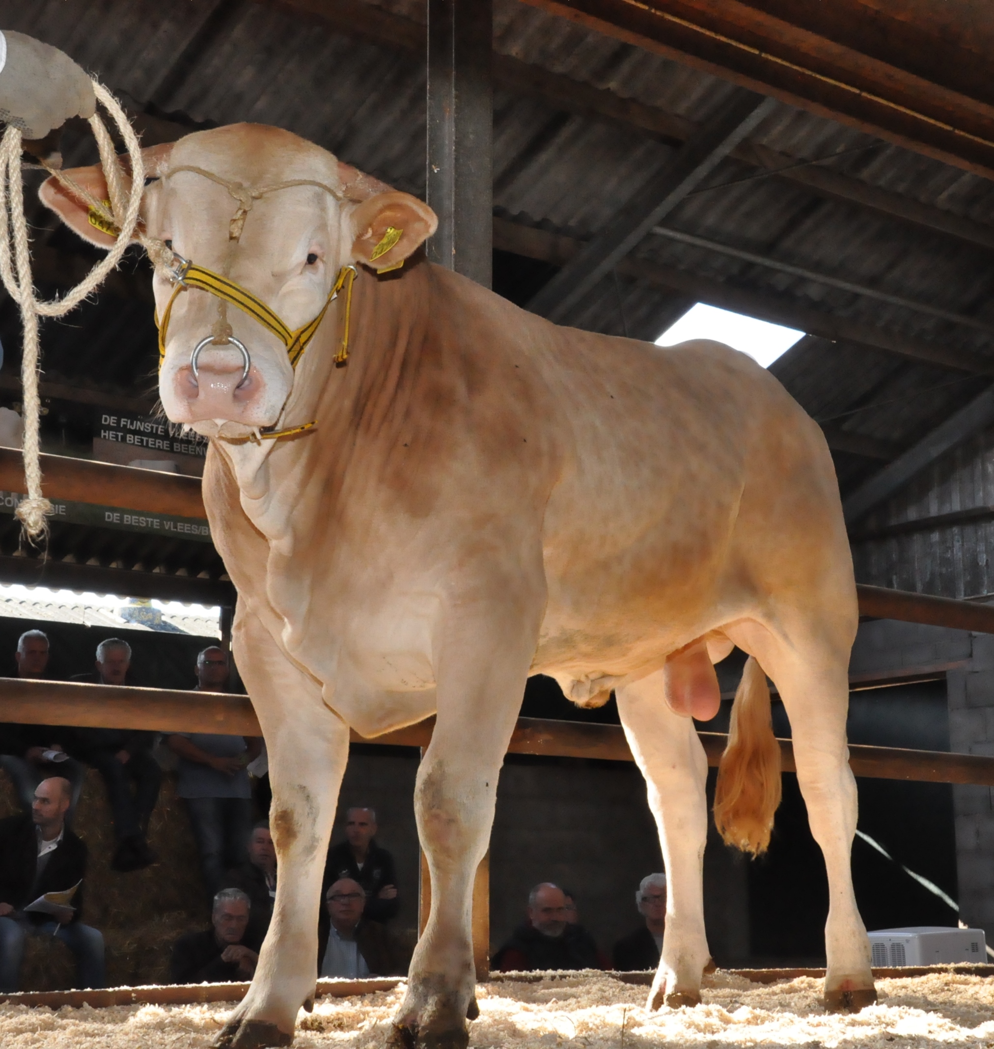 Uitgebreide cijfers van de veilingstieren staan online. UPDATE*
