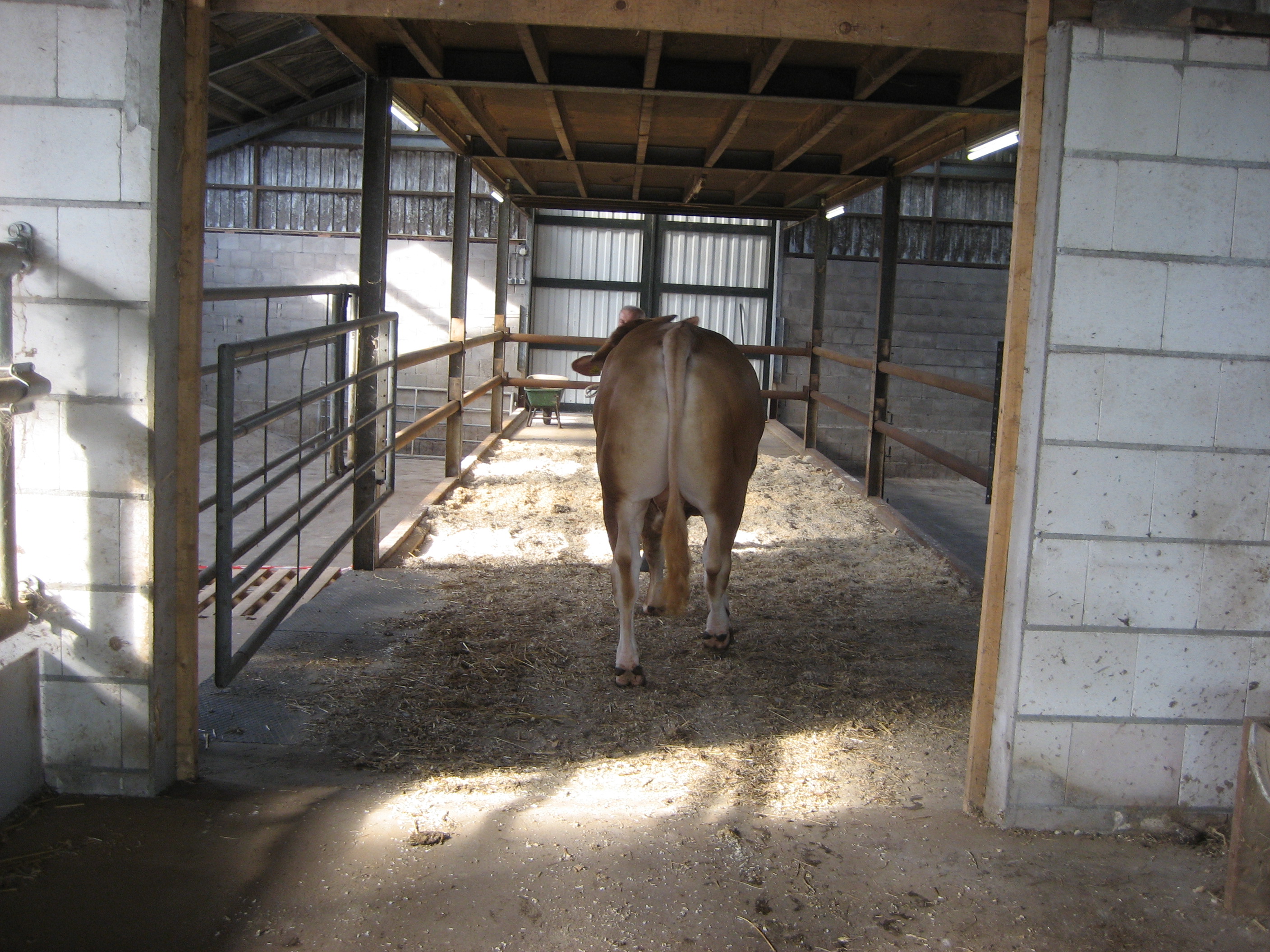 Laatste training voor de veiling