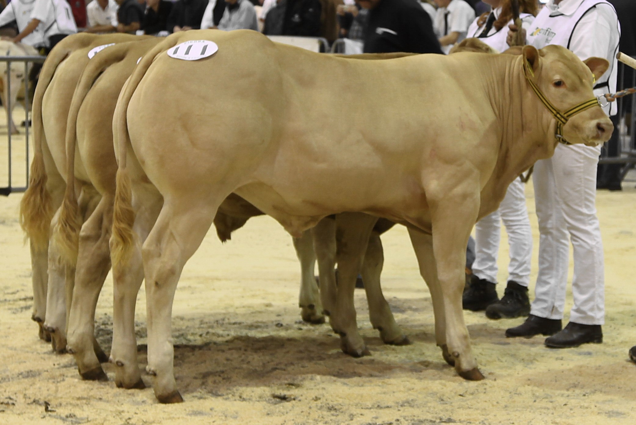 Programma nationale keuring zaterdag 29 oktober in Mariënheem 