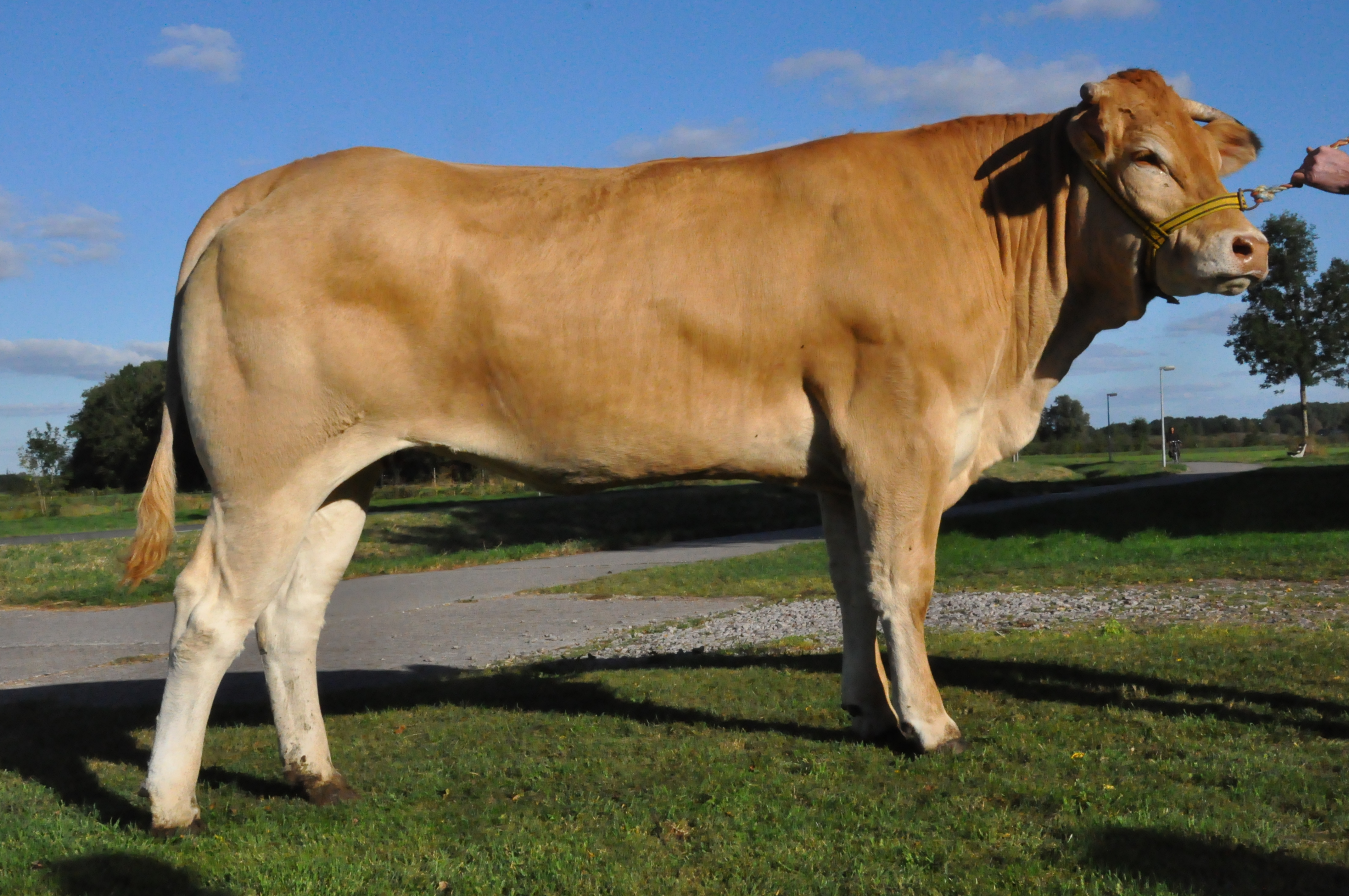 Pion Juliette veilingtopper op ELITEveiling