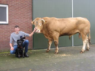 Jelle met stierhondkat