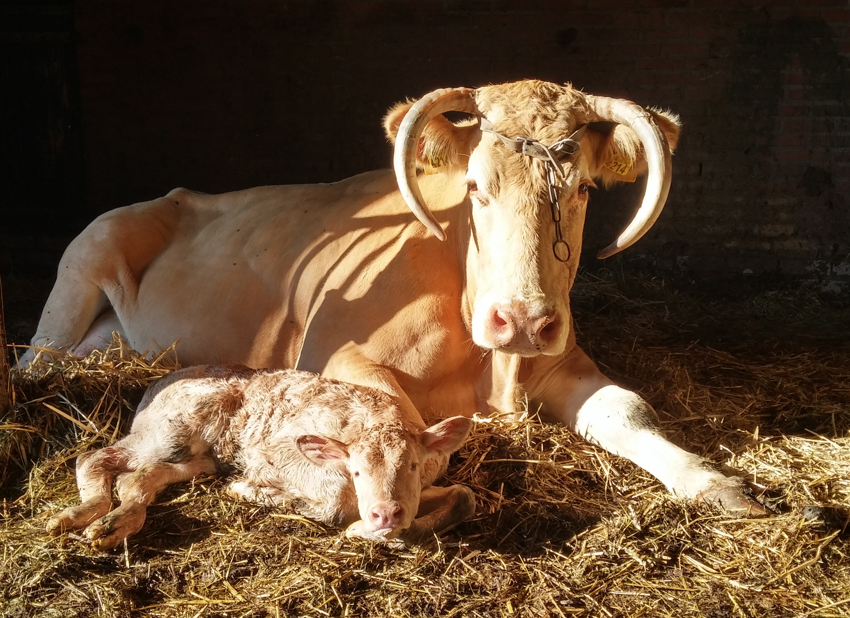 Naamgeving kalveren 2017 UPDATE*