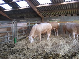 schoon in de stal