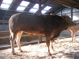 BAC Misterial van &#39;t Spank