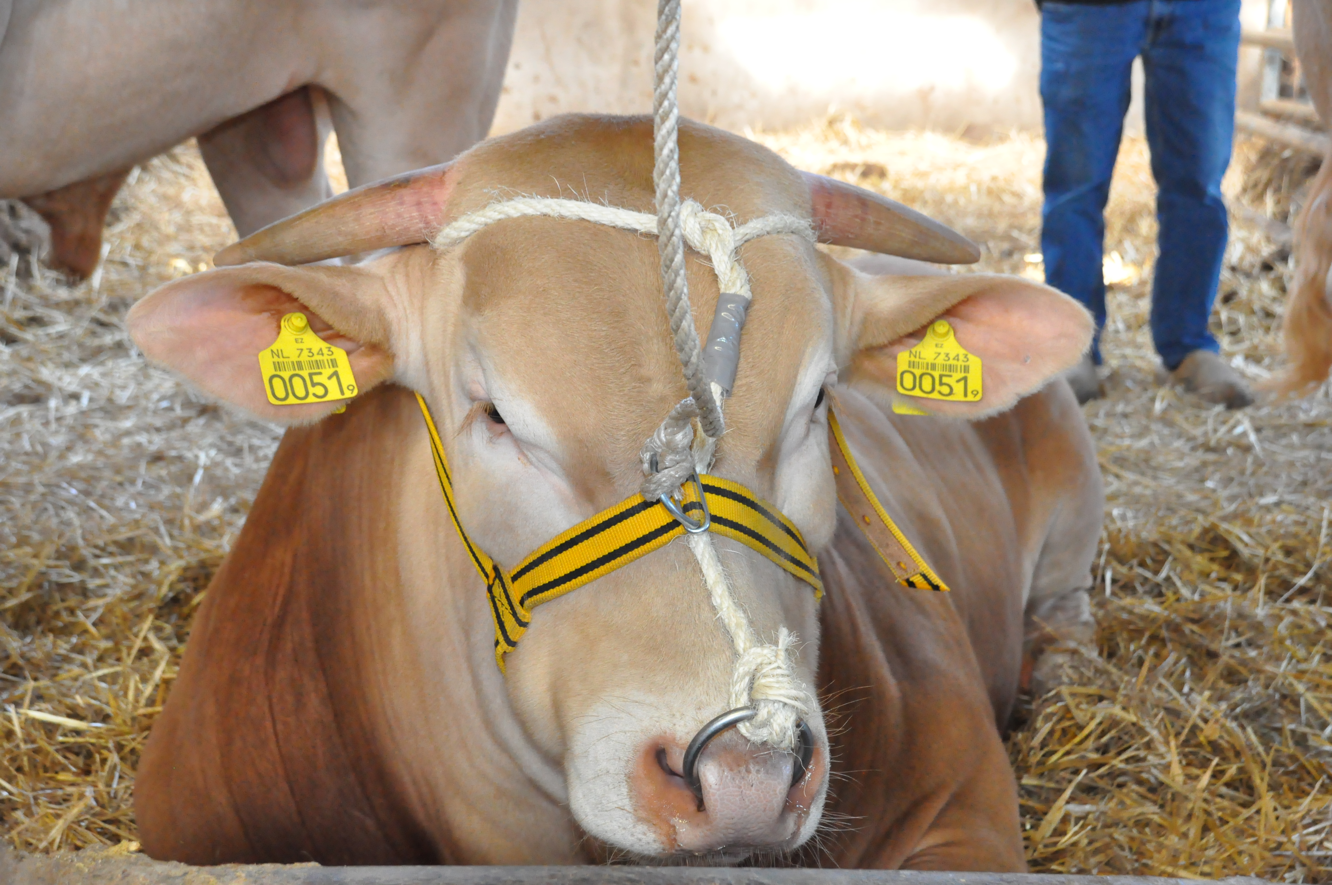 Nieuwe ronde jonge stieren op het COT