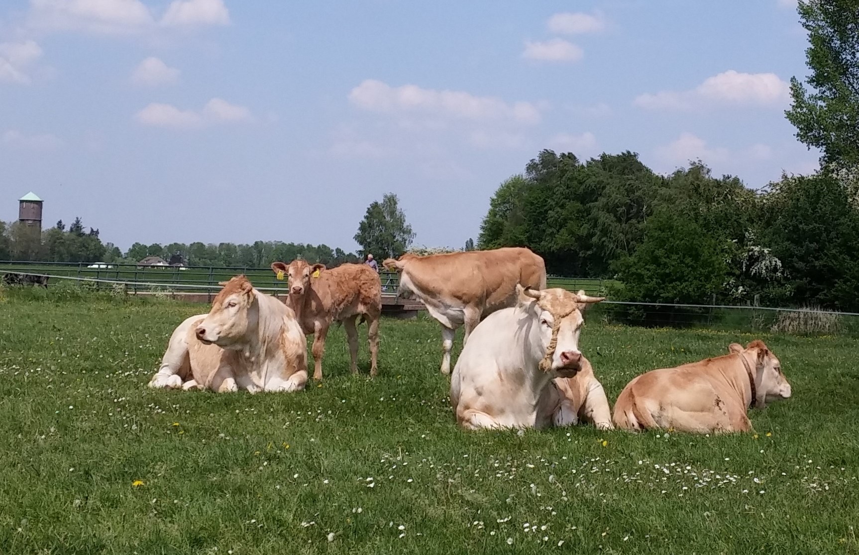 Vleesveebedrijven volledig uit fosfaatreductieregeling.