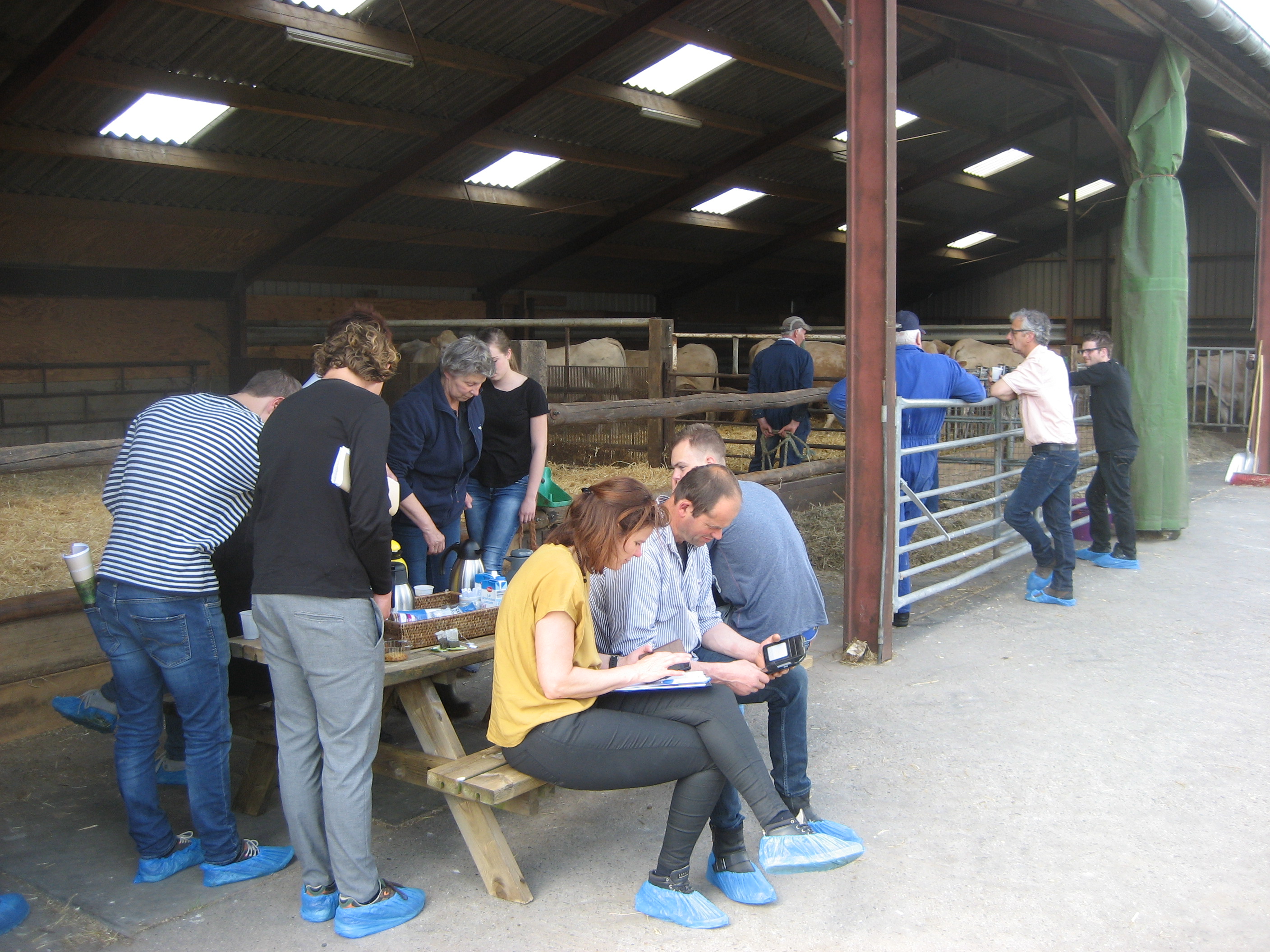 Cursus exterieur beoordelen van de Blondes inmiddels van start