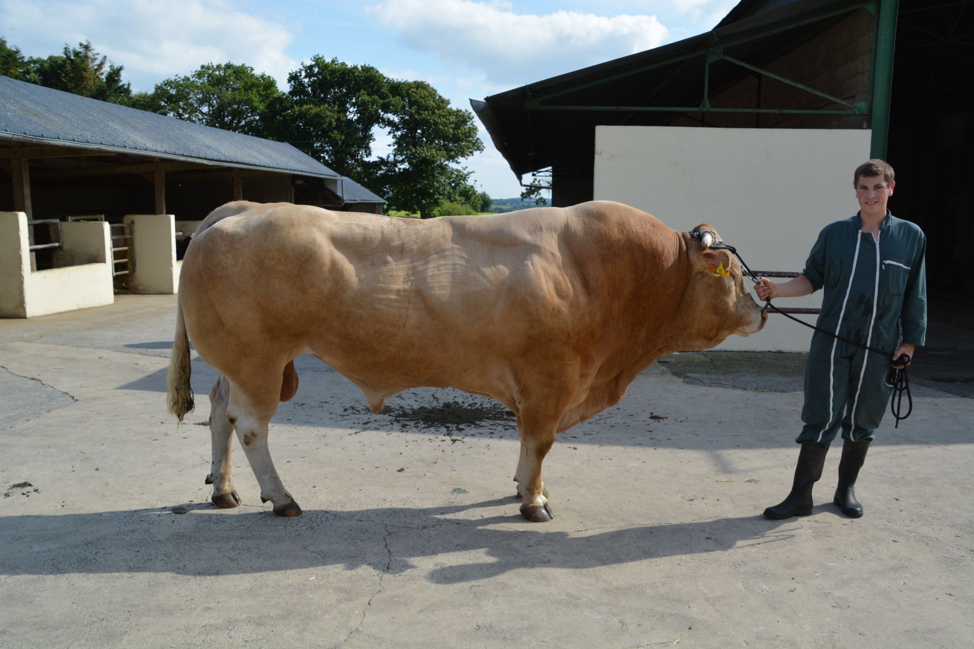 Axonopathy status van de stieren van EGIA