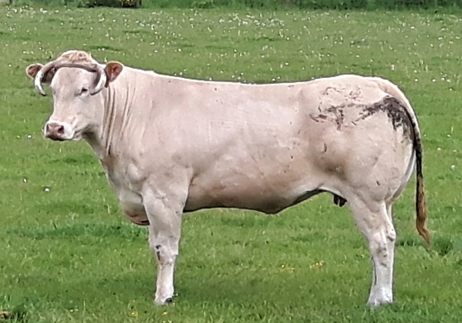 Nieuw slachtrecord bij de Nederlandse Blondes