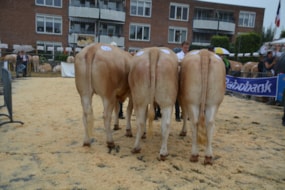 DSC_0508 Woeste Hoeve 1e plaats bedrijfsgroep
