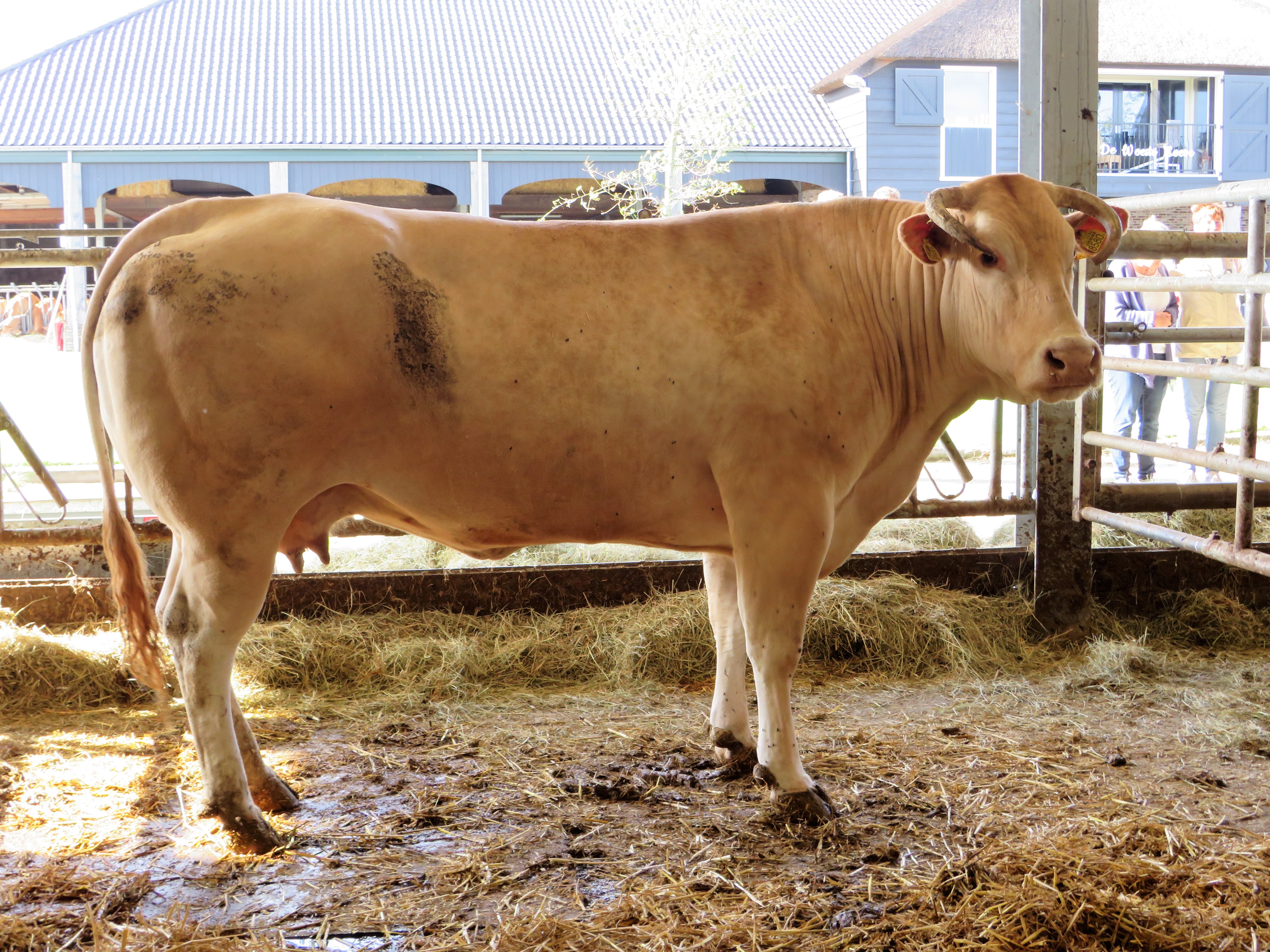 Blog 3: Samen naar Sedan- de EK selectie toegelicht