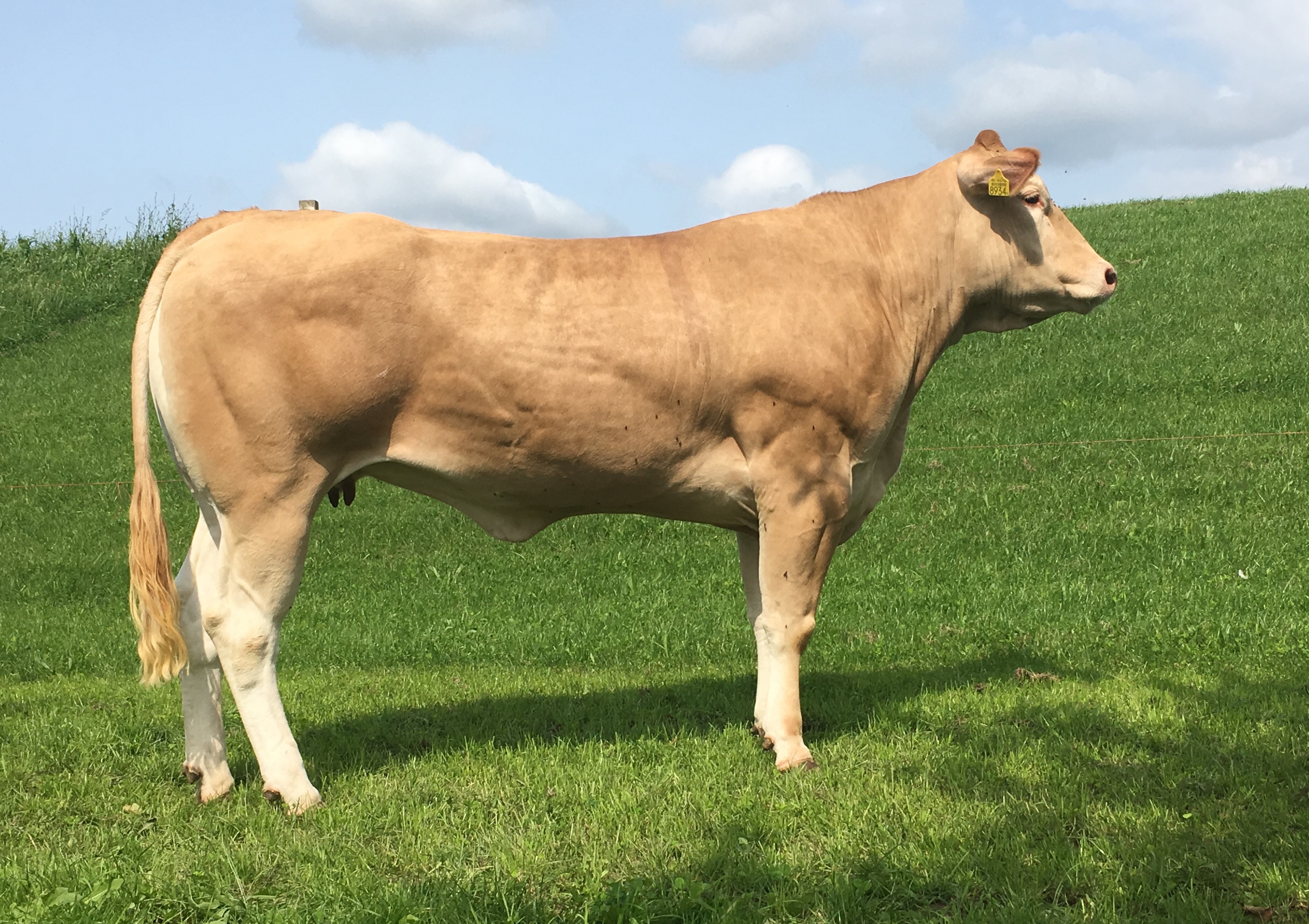 Blog 4: Samen naar Sedan- Update voor het afreizen