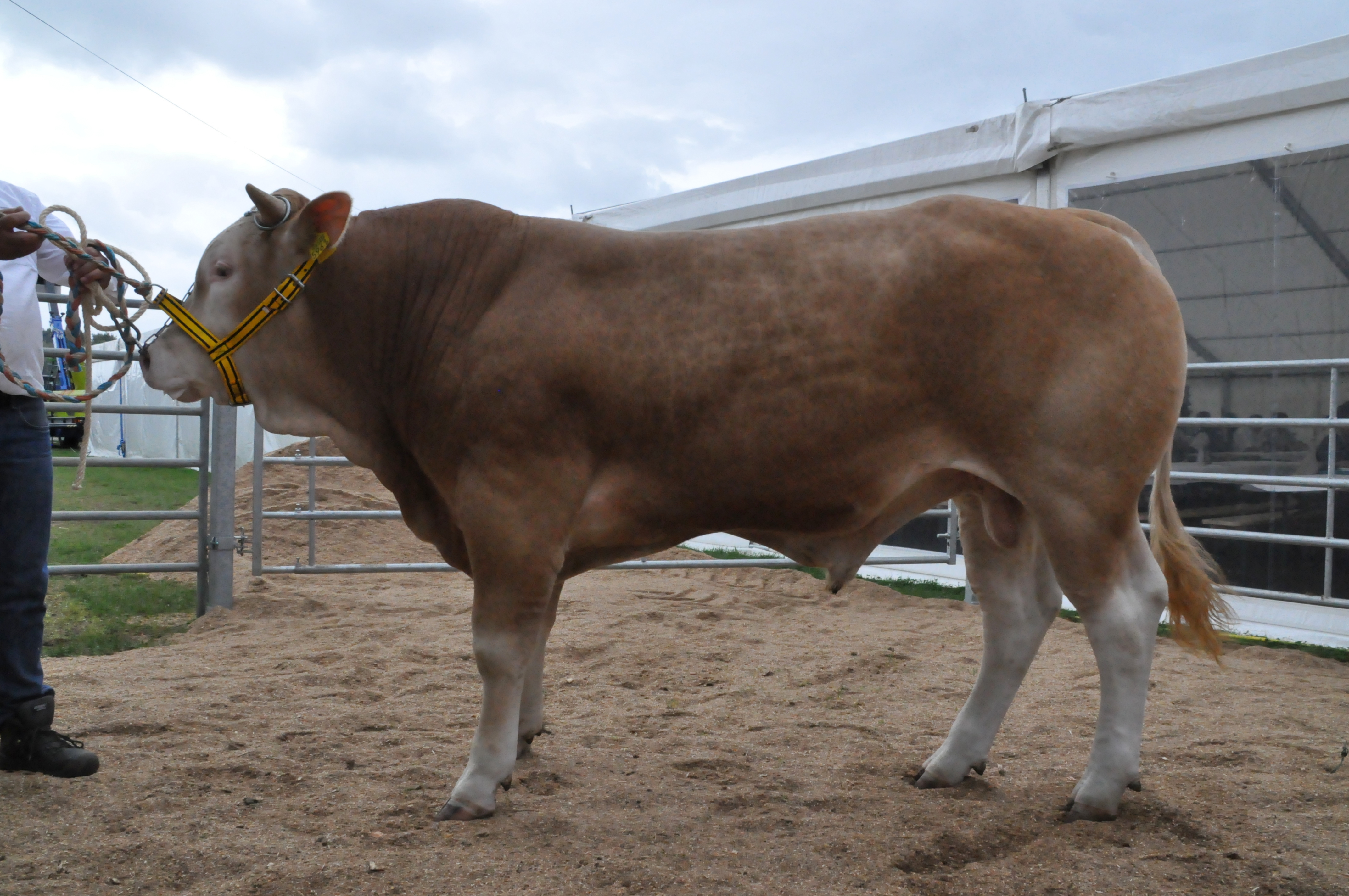 Foto's van de Nederlandse dieren op EUROBLONDE in Sedan en de uitslagen
