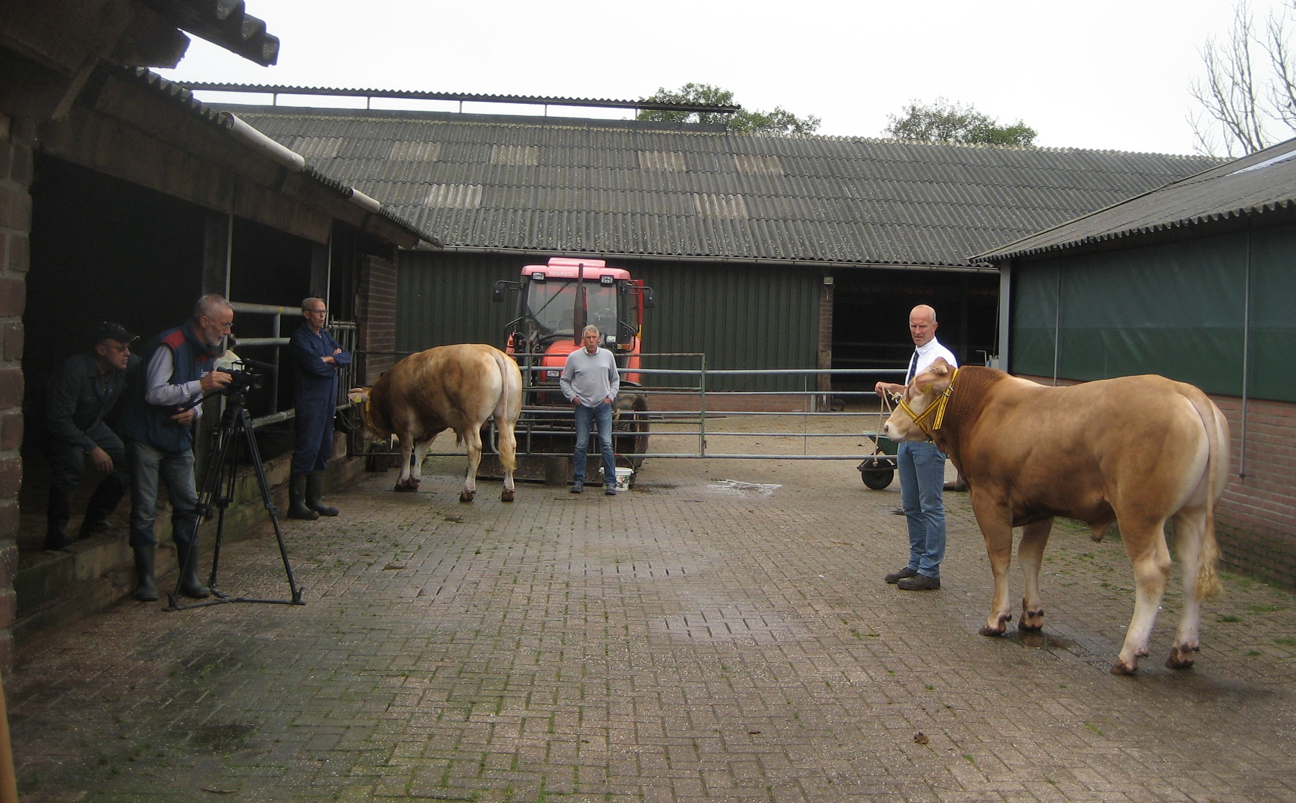 BAC-stieren op de video