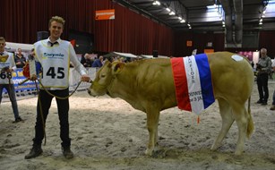 Mimosa vd WH cat.nr.145 kamp.vrl. 1 tot 3 jaar