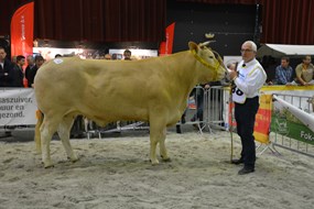 Harielle du Moulincat.nr.188 res.kamp.vrl. 3jaar en ouder