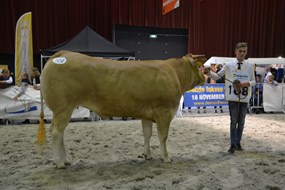 Mercedes van de Woeste Hoeve cat.nr.161 res.kamp.vrl. 1 tot 3 jaar