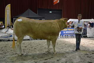 Mercedes van de Woeste Hoeve cat.nr.161 res.kamp.vrl. 1 tot 3 jaar