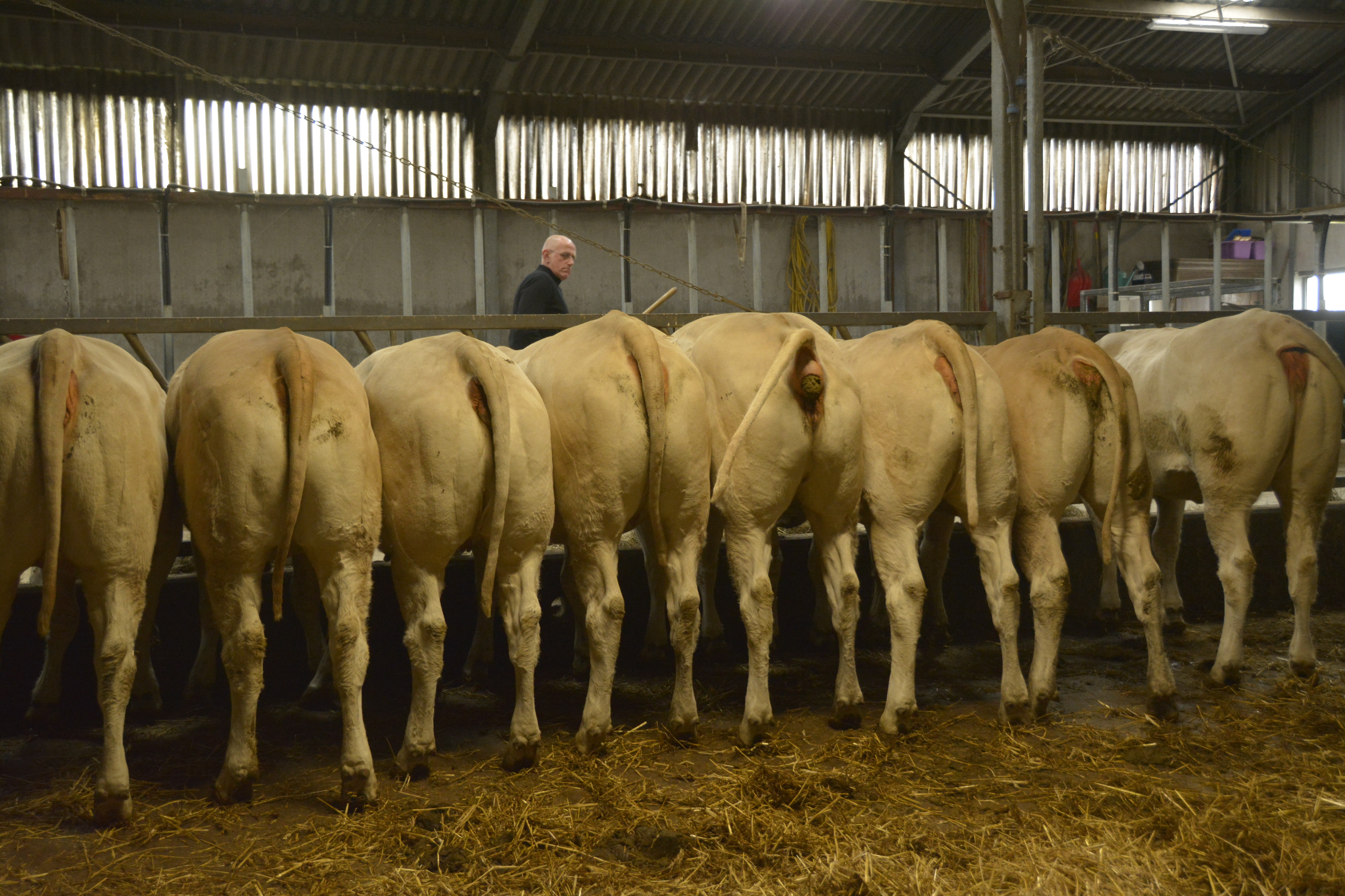 Familie van der Poel bedrijft fokkerij als ontspanning