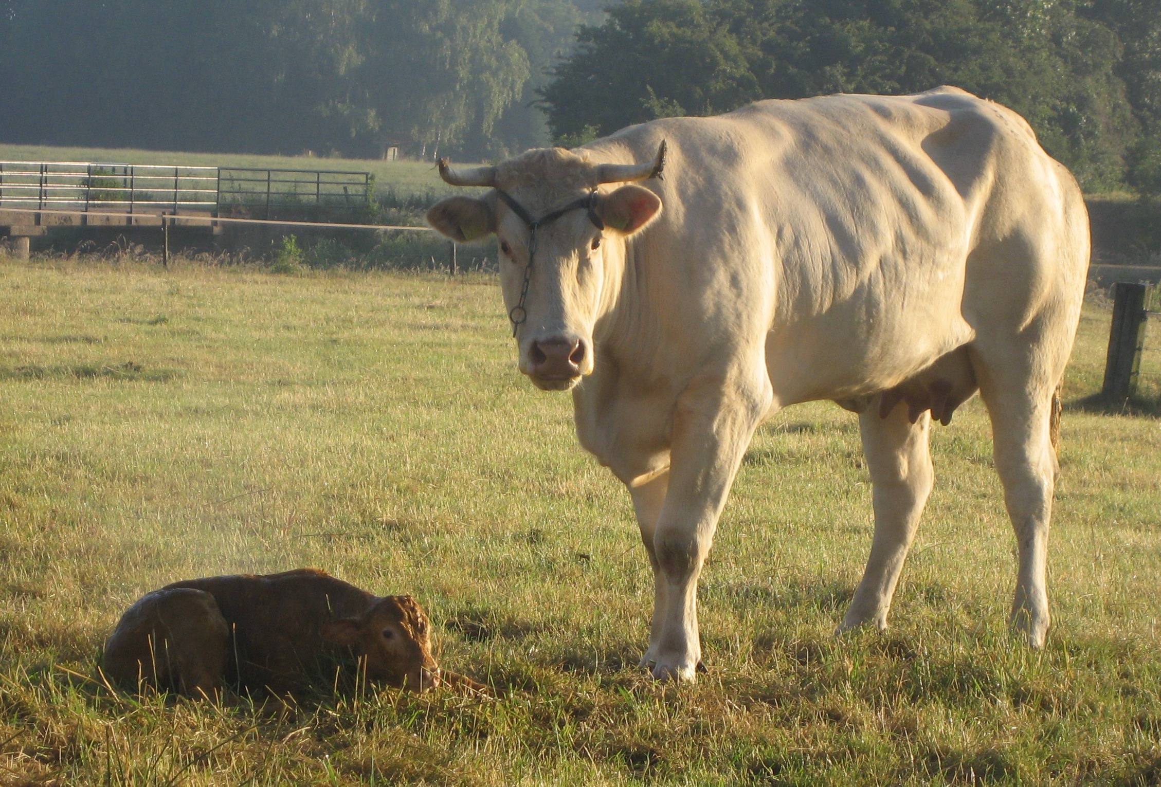 Namen van de kalveren