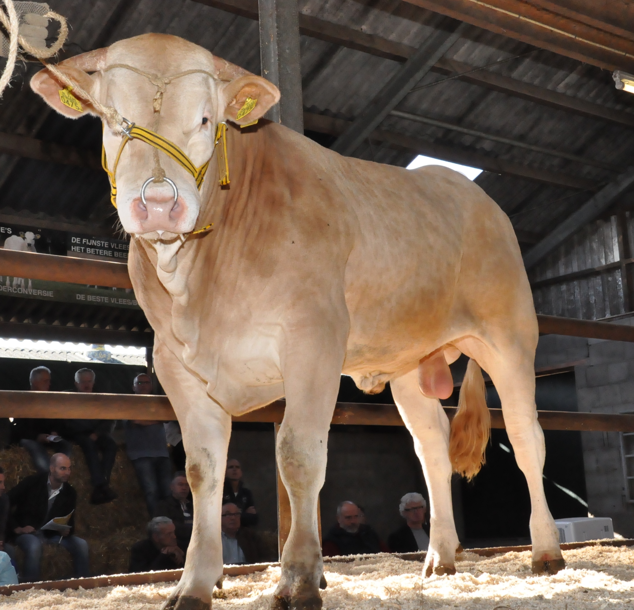 Aanmelden centrale opfok COT