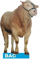 logo BAC-stier blaauw