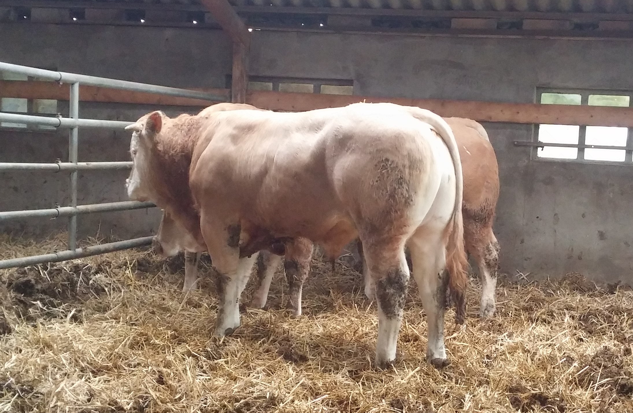 Stamboom in beeld van de stieren op het COT
