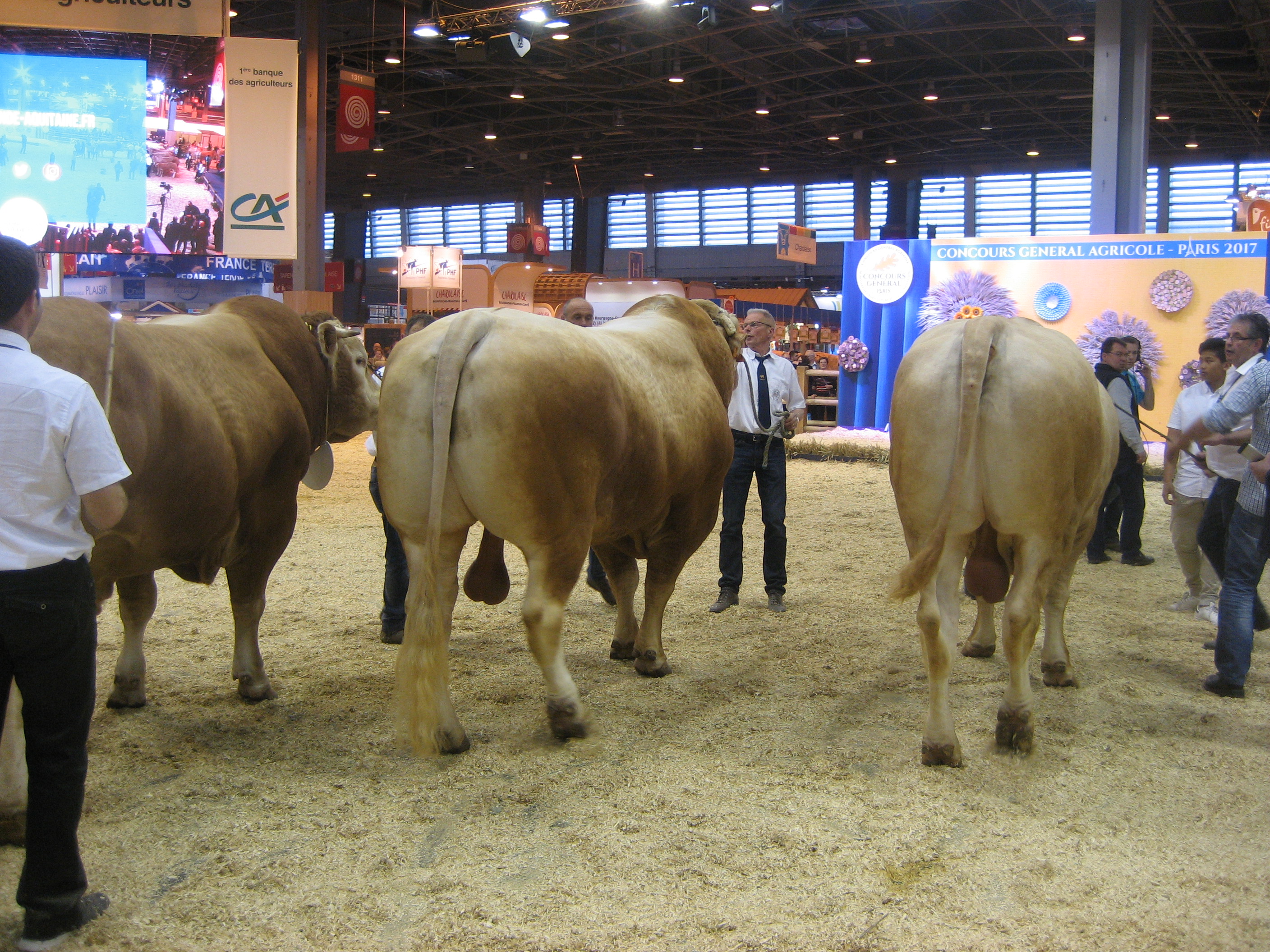 Blonde d'Aquitaine keuring op de SIA live te volgen