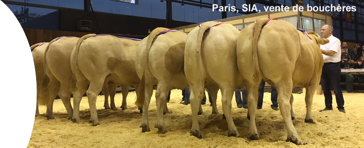 Veiling op de SIA van Blondes bestemd voor de slager