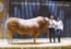 Jacobin - 