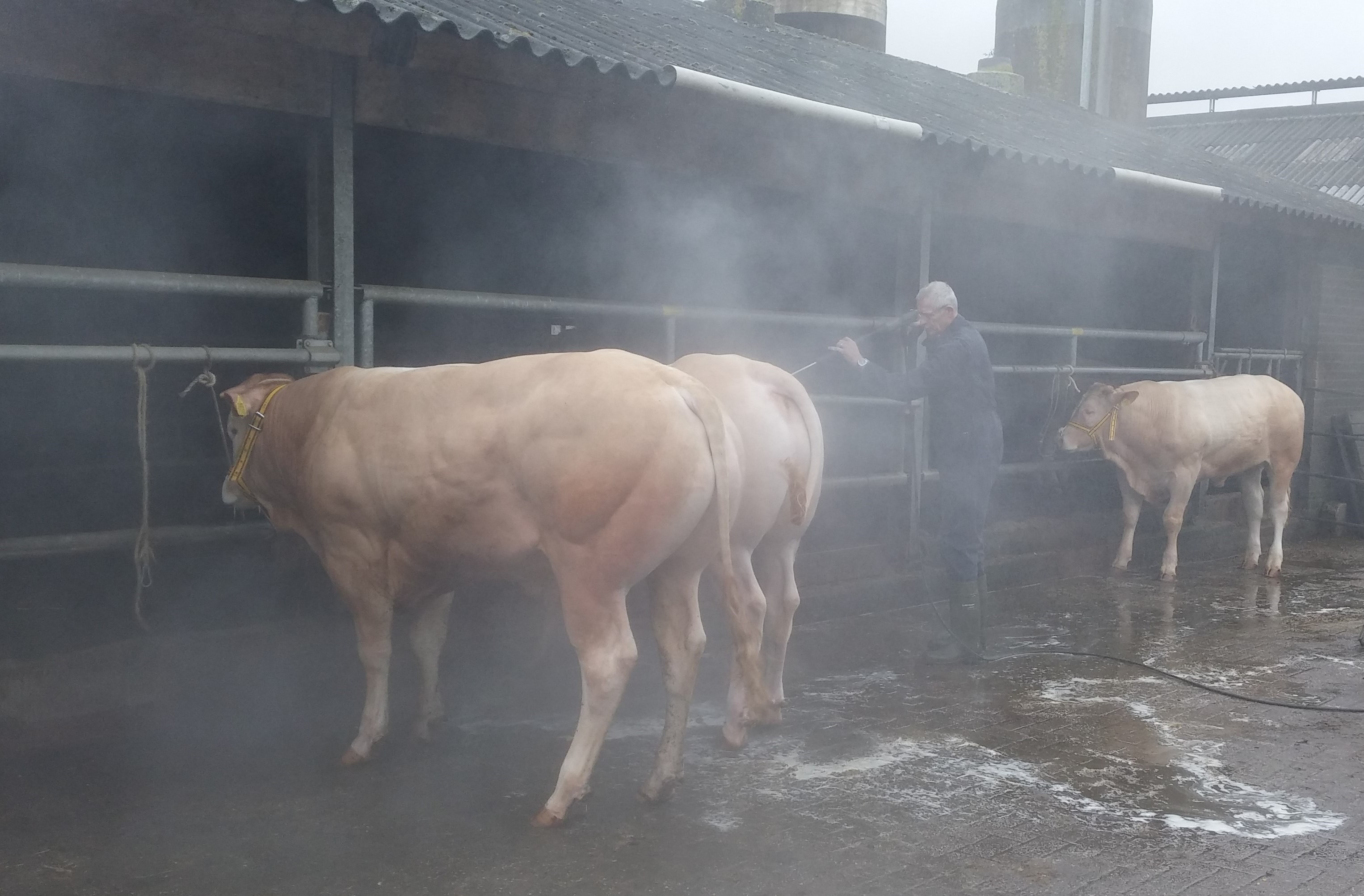 Video opnamen van de veilingstieren UPDATE*