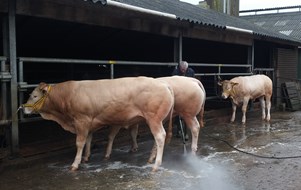 wassen 2
